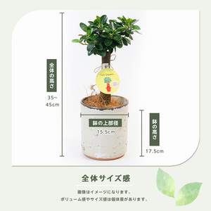 2026年1月中旬～発送【観葉植物】前園植物園 と 指宿 の 陶芸家 コラボ パンダガジュマル 35cm～45cm  陶器鉢 カバー入り 前園植物園 035-1508 観葉植物 観葉植物 ※北海道・沖縄・離島配送不可