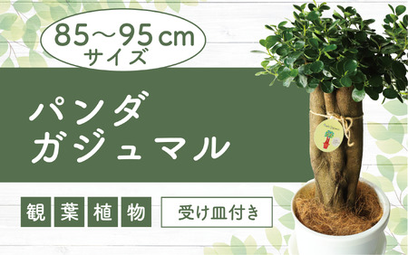 観葉植物】 パンダ ガジュマル 10号 リン鉢 (前園植物園/M-020) 南国