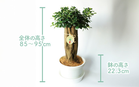 観葉植物】 パンダ ガジュマル 10号 リン鉢 (前園植物園/M-020) 南国 ...