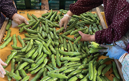 2025年3月上旬頃～発送【産地直送！新鮮旬野菜！】ご家庭用そら豆約5kg(指宿促成青果/A-414) 鹿児島 そら豆 ソラマメ さや付き 野菜 豆 ご家庭用 指宿市