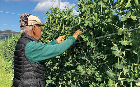 2025年3月上旬頃～発送【産地直送！新鮮旬野菜！】ご家庭用そら豆約5kg(指宿促成青果/A-414) 鹿児島 そら豆 ソラマメ さや付き 野菜 豆 ご家庭用 指宿市