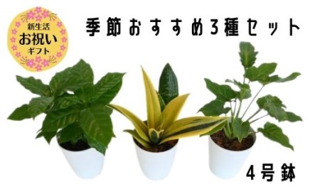 新生活ギフト 観葉植物 店主におまかせ 季節おすすめ３種セット4号鉢 3 Green Base A 287n卒業 入学 就職 引越 退職 鹿児島県指宿市 ふるさと納税サイト ふるなび