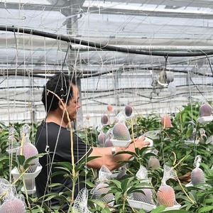 2026年発送 温泉 完熟マンゴー 約2kg トロピカルファームいぶすき 044-1767 マンゴー フルーツ 果物