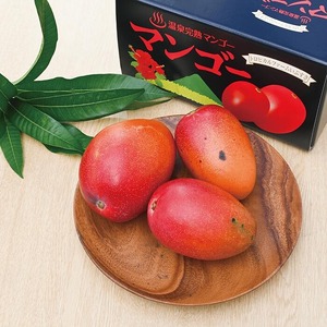 2026年 発送 訳あり 地下から湧き出る温泉と蒸気熱を利用栽培した温泉完熟マンゴー 約2kg トロピカルファームいぶすき 033-1766 マンゴー フルーツ 果物 旬 夏 指宿 いぶすき 鹿児島