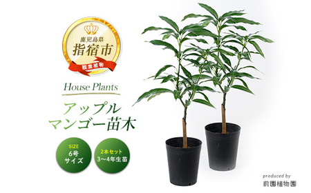 マンゴー苗木 約80cm アップルマンゴー 苗木2本セット 6号ポット 前園植物園 055-1361
