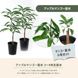 2026年1月中旬～発送【観葉植物】アップルマンゴー 苗木2本セット 6号ポット 前園植物園 055-1361 観葉植物 ※北海道・沖縄・離島配送不可