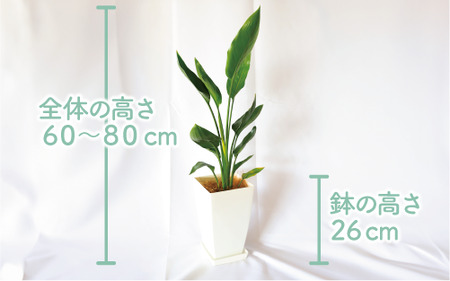 2025年1月中旬～発送【観葉植物】ストレリチア・レギネ(極楽鳥花)60cm～80cm(Green Base/018-1426) 南国鹿児島県で育った 観葉植物！植物 鉢付 インテリア 室内 オフィス おしゃれ プレゼント ギフト 開店祝い 移転祝い マイナスイオン【配送不可地域：北海道・沖縄県・離島】