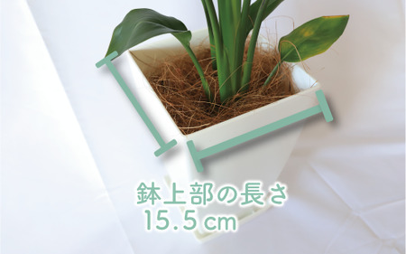 2025年1月中旬～発送【観葉植物】ストレリチア・レギネ(極楽鳥花)60cm～80cm(Green Base/018-1426) 南国鹿児島県で育った 観葉植物！植物 鉢付 インテリア 室内 オフィス おしゃれ プレゼント ギフト 開店祝い 移転祝い マイナスイオン【配送不可地域：北海道・沖縄県・離島】