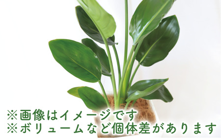 2025年1月中旬～発送【観葉植物】ストレリチア・レギネ(極楽鳥花)60cm～80cm(Green Base/018-1426) 南国鹿児島県で育った 観葉植物！植物 鉢付 インテリア 室内 オフィス おしゃれ プレゼント ギフト 開店祝い 移転祝い マイナスイオン【配送不可地域：北海道・沖縄県・離島】