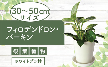 観葉植物】フィロデンドロン・バーキン30cm～50cm(Green Base/014-1468) インテリア【配送不可地域：北海道・沖縄県・離島】 |  鹿児島県指宿市 | ふるさと納税サイト「ふるなび」