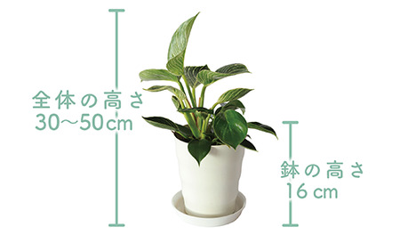 観葉植物】フィロデンドロン・バーキン30cm～50cm(Green Base/014-1468 ...