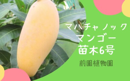 観葉植物】マハチャノックマンゴー苗木6号ポット3～4年生(前園植物園/025-1482)【配送不可地域：北海道・沖縄県・離島】 | 鹿児島県指宿市 |  ふるさと納税サイト「ふるなび」