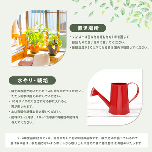 2026年1月中旬～発送【観葉植物】マハチャノックマンゴー 苗木 6号ポット3～4年生 前園植物園 030-1482 観葉植物 観葉植物※北海道・沖縄・離島配送不可