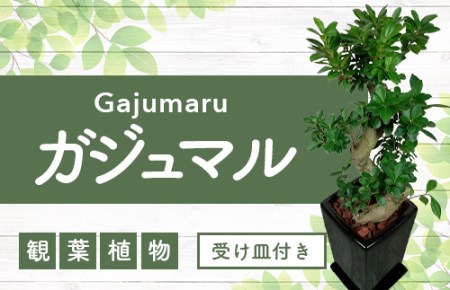 2026年4月中旬～発送 観葉植物 ガジュマル 曲がり 陶器鉢 70cm～90cm