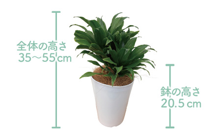 2025年2月上旬～発送【観葉植物】ドラセナ コンパクター35cm～55cm(前園植物園/014-1437) 南国鹿児島県で育った 観葉植物！植物 鉢付 インテリア 室内 オフィス おしゃれ プレゼント ギフト 開店祝い 移転祝い マイナスイオン【配送不可地域：北海道・沖縄県・離島】