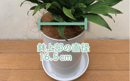 【観葉植物】ドラセナ コンパクター35cm～55cm(前園植物園/014-1437) 南国鹿児島県で育った 観葉植物！植物 鉢付 インテリア 室内 オフィス おしゃれ プレゼント ギフト 開店祝い 移転祝い マイナスイオン【配送不可地域：北海道・沖縄県・離島】