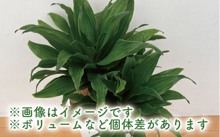 2025年2月上旬～発送【観葉植物】ドラセナ コンパクター35cm～55cm(前園植物園/014-1437) 南国鹿児島県で育った 観葉植物！植物 鉢付 インテリア 室内 オフィス おしゃれ プレゼント ギフト 開店祝い 移転祝い マイナスイオン【配送不可地域：北海道・沖縄県・離島】