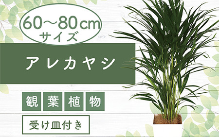 2025年3月中旬頃～発送【観葉植物】アレカヤシ60cm～80cm(Green Base/017-1366) 南国鹿児島県で育った 観葉植物！植物 鉢付 インテリア 室内 オフィス おしゃれ プレゼント ギフト 開店祝い 移転祝い マイナスイオン【配送不可地域：北海道・沖縄県・離島】