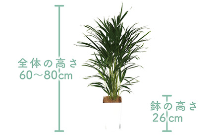 2025年3月中旬頃～発送【観葉植物】アレカヤシ60cm～80cm(Green Base/017-1366) 南国鹿児島県で育った 観葉植物！植物 鉢付 インテリア 室内 オフィス おしゃれ プレゼント ギフト 開店祝い 移転祝い マイナスイオン【配送不可地域：北海道・沖縄県・離島】