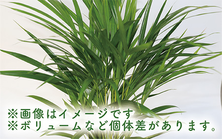 2025年3月中旬頃～発送【観葉植物】アレカヤシ60cm～80cm(Green Base/017-1366) 南国鹿児島県で育った 観葉植物！植物 鉢付 インテリア 室内 オフィス おしゃれ プレゼント ギフト 開店祝い 移転祝い マイナスイオン【配送不可地域：北海道・沖縄県・離島】