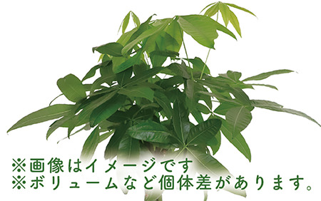 2025年3月中旬～発送【観葉植物】パキラ110cm～130cm(Green Base/025-1444) 南国鹿児島県で育った 観葉植物！植物 鉢付 インテリア 室内 オフィス おしゃれ プレゼント ギフト 開店祝い 移転祝い マイナスイオン【配送不可地域：北海道・沖縄県・離島】