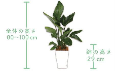 2025年1月中旬～発送【観葉植物】オーガスタ80cm～100cm(Green Base/025-1382) 南国鹿児島県で育った 観葉植物！植物 鉢付 インテリア 室内 オフィス おしゃれ プレゼント ギフト 開店祝い 移転祝い マイナスイオン【配送不可地域：北海道・沖縄県・離島】