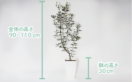 2025年1月中旬～発送【観葉植物】オリーブの木90cm～110cm(Green Base/027-1386) 南国鹿児島県で育った 観葉植物！植物 鉢付 インテリア 室内 オフィス おしゃれ プレゼント ギフト 開店祝い 移転祝い マイナスイオン【配送不可地域：北海道・沖縄県・離島】