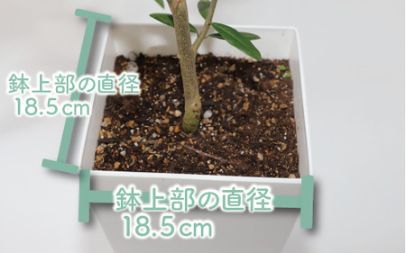 2025年1月中旬～発送【観葉植物】オリーブの木90cm～110cm(Green Base/027-1386) 南国鹿児島県で育った 観葉植物！植物 鉢付 インテリア 室内 オフィス おしゃれ プレゼント ギフト 開店祝い 移転祝い マイナスイオン【配送不可地域：北海道・沖縄県・離島】