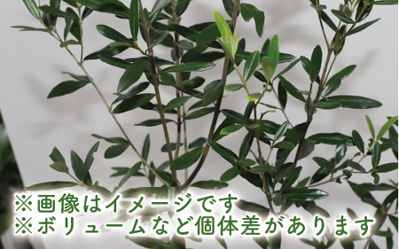 2025年1月中旬～発送【観葉植物】オリーブの木90cm～110cm(Green Base/027-1386) 南国鹿児島県で育った 観葉植物！植物 鉢付 インテリア 室内 オフィス おしゃれ プレゼント ギフト 開店祝い 移転祝い マイナスイオン【配送不可地域：北海道・沖縄県・離島】