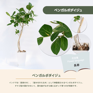 2026年1月中旬～発送 ベンガルボダイジュ(フィカス・ベンガレンシス) 90cm～120cm 観葉植物 観葉植物 Green Base 027-1477