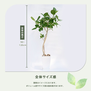 2026年1月中旬～発送 ベンガルボダイジュ(フィカス・ベンガレンシス) 90cm～120cm 観葉植物 観葉植物 Green Base 027-1477