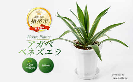 2026年3月上旬～発送【観葉植物】アガベ・ベネズエラ 40cm～60cm Green