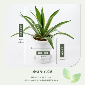 jesus アガベ　ベネズエラ大株　1子株付き引き取り限定 Amazon.co.jp: 100株以上 お届け実績ありアガベ ベネズエラ 子株
