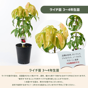 【観葉植物】ライチ苗70cm～90cm(前園植物園/035-1492) フルーツ 果物 苗木 国産【配送不可地域：北海道・沖縄県・離島】