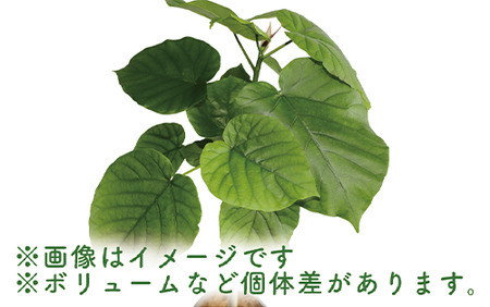 4月～発送【観葉植物】ウンベラータ ストレート90cm～110cm(弓指園芸