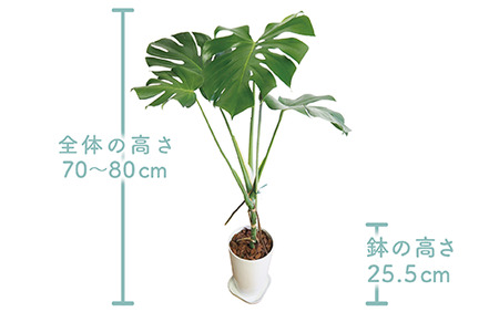 観葉植物】幹立ちモンステラ70cm～80cm(弓指園芸/014-1501) 南国鹿児島県で育った 観葉植物！植物 鉢付 インテリア 室内 オフィス  おしゃれ プレゼント ギフト 開店祝い 移転祝い マイナスイオン【配送不可地域：北海道・沖縄県・離島】 | 鹿児島県指宿市 | ふるさと納税 ...