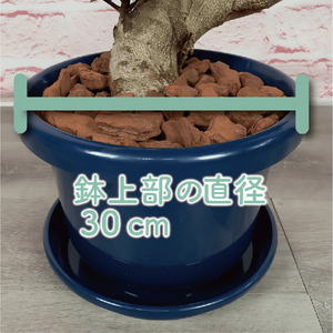 2026年4月下旬～発送【観葉植物】ガジュマル 曲がり 大鉢 T&P 110-1390 観葉植物 ※北海道・沖縄・離島配送不可