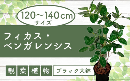 2025年3月中旬～発送【観葉植物】フィカス・ベンガレンシス 一本立ち ブラック大鉢(T&P/110-1458) 観葉植物 植物 鉢付 インテリア 室内 オフィス おしゃれ プレゼント ギフト 開店祝い 移転祝い マイナスイオン【配送不可地域：北海道・沖縄県・離島】