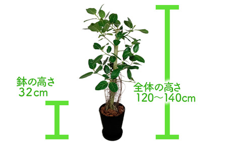 2025年3月中旬～発送【観葉植物】フィカス・ベンガレンシス 一本立ち ブラック大鉢(T&P/110-1458) 観葉植物 植物 鉢付 インテリア 室内 オフィス おしゃれ プレゼント ギフト 開店祝い 移転祝い マイナスイオン【配送不可地域：北海道・沖縄県・離島】