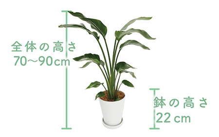 2025年4月上旬～発送【観葉植物】オーガスタ 70cm～90cm(鎌ヶ迫園芸場/014-1375) 観葉植物 植物 鉢付 インテリア 室内 オフィス おしゃれ プレゼント ギフト 開店祝い 移転祝い マイナスイオン【配送不可地域：北海道・沖縄県・離島】