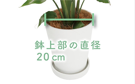 2025年4月上旬～発送【観葉植物】オーガスタ 70cm～90cm(鎌ヶ迫園芸場/014-1375) 観葉植物 植物 鉢付 インテリア 室内 オフィス おしゃれ プレゼント ギフト 開店祝い 移転祝い マイナスイオン【配送不可地域：北海道・沖縄県・離島】