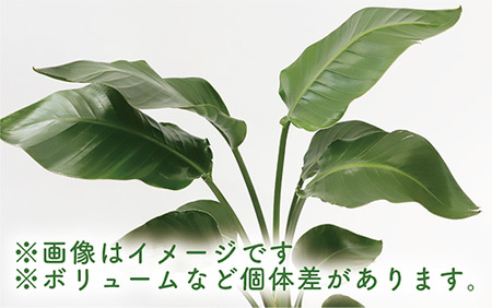 2025年4月上旬～発送【観葉植物】オーガスタ 70cm～90cm(鎌ヶ迫園芸場/014-1375) 観葉植物 植物 鉢付 インテリア 室内 オフィス おしゃれ プレゼント ギフト 開店祝い 移転祝い マイナスイオン【配送不可地域：北海道・沖縄県・離島】