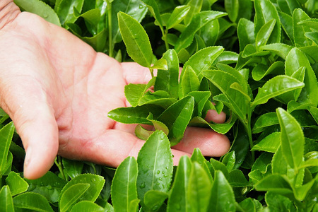 種子島 松寿園 生姜紅茶 ティーバッグ 浮世絵柄 NFN334【375pt】