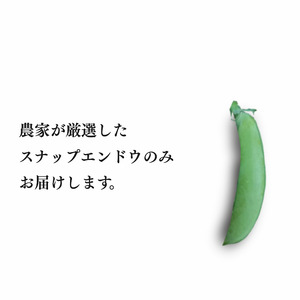 ＼ 先行予約／ 厳選 こだわり の スナップエンドウ 1kg 相当 種子島産 産地直送 旬　NFN551【300pt】