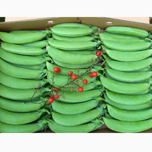 ＼ 先行予約／ 厳選 こだわり の スナップエンドウ 1kg 相当 種子島産 産地直送 旬　NFN551【300pt】