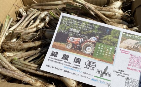 たねがしま らっきょう 誠農園 ( 種子島 有機 JAS 根つき 生らっきょう) 1kg　NFN583【250pt】 