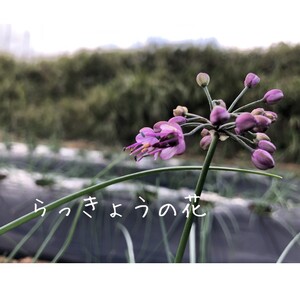 たねがしま らっきょう 誠農園 ( 種子島 有機 JAS 根つき 生らっきょう) 1kg　NFN583【250pt】 