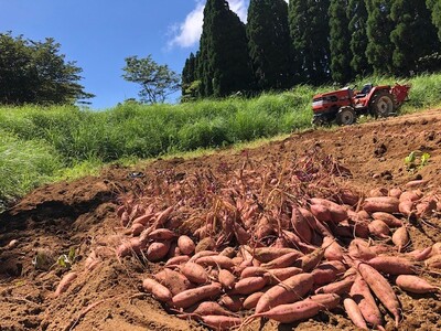 種子島 産 オーガニック (有機) 種子島安納いも (誠農園) ３kg　NFN599 【250pt】