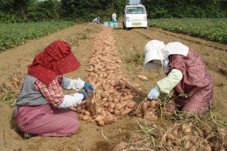 種子島 中園ファーム 安納いも ( 生芋 ) SS / S サイズ 5kg NFN457【250pt】