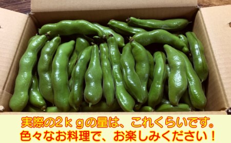  【先行予約】種子島 早春 そらまめ 農園のむさん 2kg　NFN299【350pt】